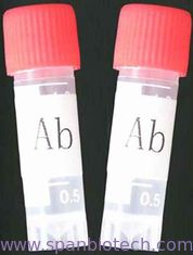 Monoclonal Antibody to MET